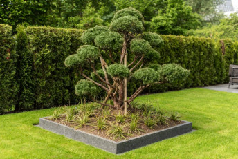 Garten Terrasse Bonsai Baum 1103