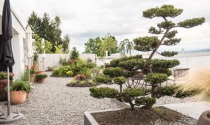 Dachterrasse mit grossem Bonsai-Baum